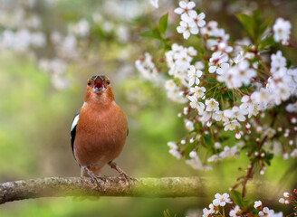 Wall Mural - bird male chaffinch singing in spring blooming cherry orchard sitting on branches