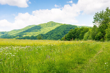 Wall Mural - countryside landscape in mountains of ukraine. green environment. rural field on the hill near the f