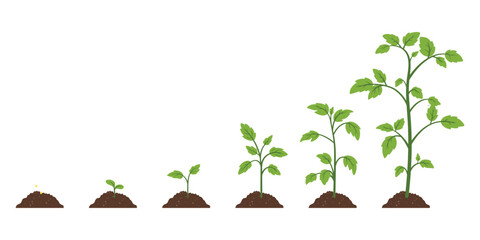 Flat Color Cartoon Vector Plant Growth Stages From Seed To Sprout, Leaf Development, Full-Grown Plant. Green Leaves, Sprouting, Soil, Nature, Agriculture. Concept Of Growth, Development, Farming