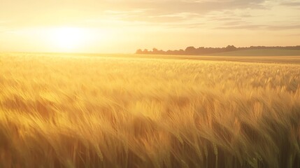 Aufkleber - ahmadwahyuutomo776@gmail.com A serene golden wheat field at sunrise with a gentle breeze, perfect for nature-themed projects.