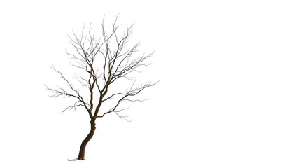 Wall Mural - Lone deciduous tree, stark branches against pure white backdrop, landscape, bare