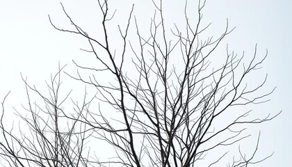 Wall Mural - Naked branches, stark winter silhouettes against pure white, winter, vibrant