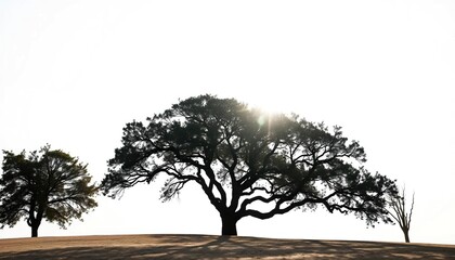 Wall Mural - Single, majestic tree silhouetted against a bright white backdrop, evergreen, tree
