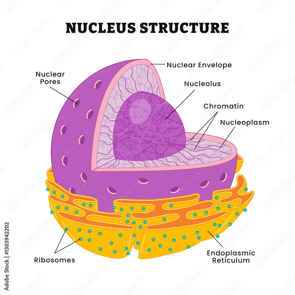 Nucleus Structure Anatomy Diagram Poster Design Labeled Nuclear Pore Nucleus Structure Anatomy Diagram Poster Design Labeled Nuclear Pore