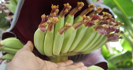 Wall Mural - Close up of growing banana with petals in pink and white showing buds and leaves.