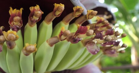 Wall Mural - blossom of the banana tree,Close up of growing banana with petals in pink and white showing buds and leaves.