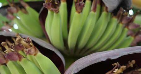Wall Mural - blossom of the banana tree,Close up of growing banana with petals in pink and white showing buds and leaves.