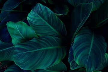 Fototapete - closeup nature view of green leaf texture, dark wallpaper concept, nature background, tropical leaf.