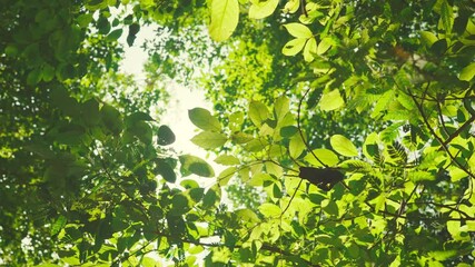 Wall Mural - B roll - Green leaves forest in spring morning sunlight, Bright green trees leaves sway in wind, Sun rays break through fresh foliage branch. Bokeh background. Sun shining.