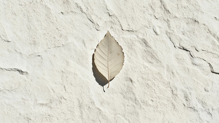 Poster - single leaf casts shadow on textured stone background, creating serene and minimalist scene