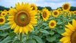 © Giuseppe Cammino - Yellow blooming sunflowers waved by wind grow in agricultural field. Cultivation of oil giving plants at picturesque farmland on summer day