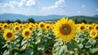© Giuseppe Cammino - Yellow blooming sunflowers waved by wind grow in agricultural field. Cultivation of oil giving plants at picturesque farmland on summer day