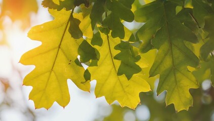 Wall Mural - Autumn Oak Leaves: Capturing the essence of autumn, this close-up shot of oak leaves showcases the vibrant transition of colors from green to gold, illuminated by the warm glow of sunlight.