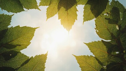 Wall Mural - Sky View Through Leaves: A captivating low-angle shot capturing the sun's radiant glow as it peeks through a frame of vibrant, healthy green leaves.