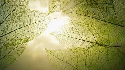 Wall Mural - Sunlit Leaf Canopy: A collection of delicate, translucent leaves, illuminated by the radiant sunlight, creating a captivating display of nature's elegance and intricate patterns.