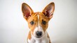 © Four888 - Adorable Basenji Mix Puppy Aerial View, White Background Studio Shot