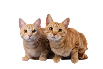 Poster - 2 Purebred European Shorthair cats, laying beside each other facing front. Looking curious towards camera. Isolated cutout on a transparent background.