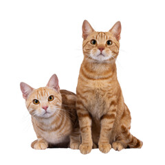 Poster - 2 Purebred European Shorthair cats, sitting and laying beside each other facing front. Looking curious towards camera. Isolated cutout on a transparent background.