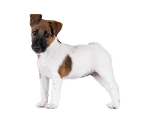 Poster - Cute Smooth Fox Terrier dog pup, standing side ways. Looking towards camera with funny uneven ears. Isolated cutout on a transparent background.