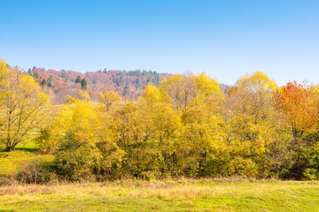 Wall Mural - landscape with trees on the hill in autumn. golden october. mountainous countryside in fall colors o