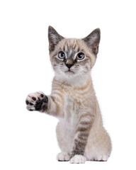 Fototapete - Expressive house cat kitten, with tabby point pattern, sitting up facing front. One paw lifted. Looking above camera. Isolated cutout on a transparent background.
