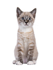 Poster - Expressive house cat kitten, with tabby point pattern, sitting up facing front. Looking straight to camera. Isolated cutout on a transparent background.