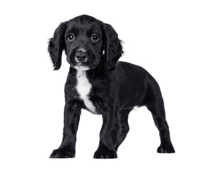 Poster - Cute English working cocker spaniel dog puppy, standing side ways. Looking towards camera. Isolated cutout on a transparent background.