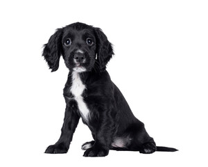 Poster - Cute English working cocker spaniel dog puppy, sitting up side ways. Looking towards camera. Isolated cutout on a transparent background.