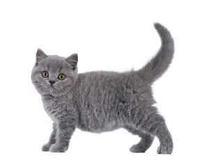 Poster - Adorable blue British Shorthair cat kitten, standing side ways. Looking straight to camera. Tail fierce up. Isolated cutout on a transparent background.