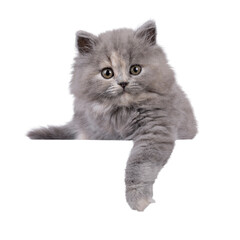 Poster - Adorable blue tortie British Longhair cat kitten, laying down facing front with paw over edge. Looking curious towards camera. Isolated cutout on a transparent background.