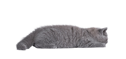 Poster - Adorable blue British Shorthair cat kitten, laying flat on floor asleep. Isolated cutout on a transparent background.