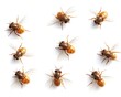 © Ce - Flies Overhead Insect Grid on White Backdrop