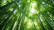 © Stockistock - Sunlight streaming through a bamboo forest canopy.