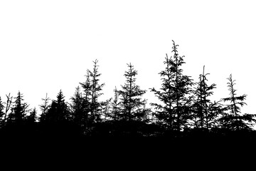 Wall Mural - isolated forest on a transparent background