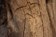 © Austockphoto - Termite carvings and wooden texture in a gum tree