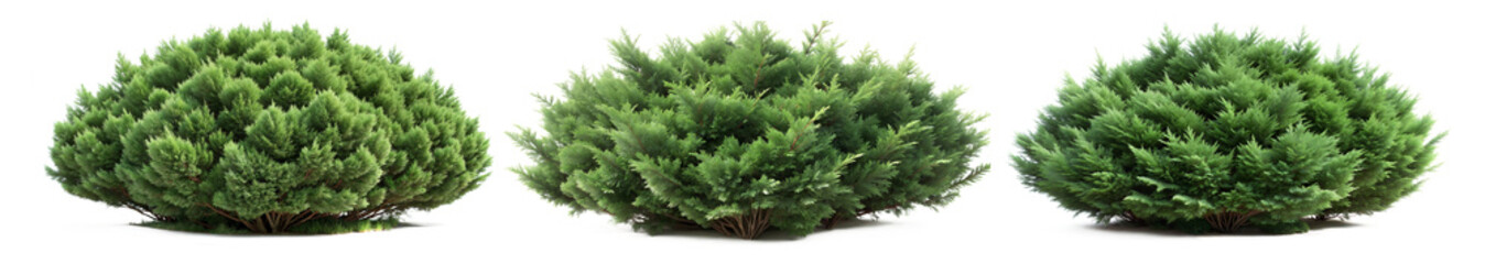 Collection of evergreen shrub plants (Juniper, Boxwood, Dwarf Spruce, Cypress, Arborvitae, Yew). PNG, isolated on transparent background with clipping path cutout.
