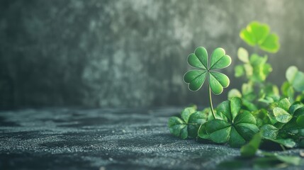 Wall Mural - 3d render of green shamrock leaves with white clover flowers on a grey background. st. patrick's day