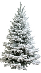Poster - Decorated evergreen tree with snowy branches, highlighting seasonal winter decor against transparent background