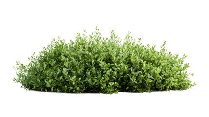 Poster - Green round shrub with dense foliage, transparent background, ideal for architectural rendering and landscape planning