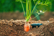 © Bits and Splits - Carrot (Daucus carota) root vegetable crop plant in cultivated agricultural field