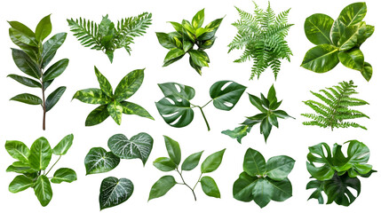 Poster - Tropical leaves arranged transparently, showcasing lush green diversity and intricate botanical silhouettes against clean backdrop