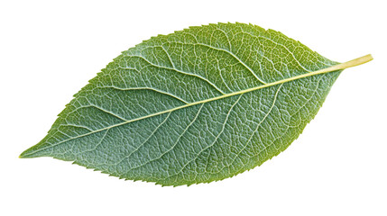Poster - Green leaf with detailed veins isolated on a transparent background, ideal for nature-themed projects
