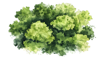 Poster - Forest canopy rendered in vibrant watercolor, aerial view capturing verdant green landscape against transparent backdrop
