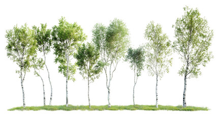 Poster - Row of photorealistic birch trees with lush green leaves on a transparent background, ideal for architectural visualization
