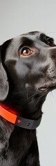 Aufkleber - Smart Pet Tech Revolution Sleek Black Labrador Showcasing Advanced Health Monitoring Collar with Intuitive IoT Design for Modern Pet Wellness