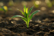 © Sung Hwan Kim - a young plant sprouting from the rich soil,