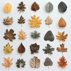 Aufkleber - Autumnal Array: A Collection of Fall Leaves Displaying a Spectrum of Colors and Textures Against a Clean White Background