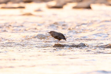 Wall Mural - An American Dipper stretches as it stands on a small rock with the water of the Virgin River in Zion NP Ut. USA rushing past as the light just reaches the bottom of the canyon.