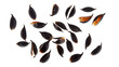 © Muddasar - PNG of A collection of glossy black seeds with hints of orange, scattered artistically against a contrasting background.