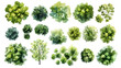 © john - Various green trees, bushes and shrubs, top view for landscape design plan. Isolated watercolor illustration, PNG cutout.